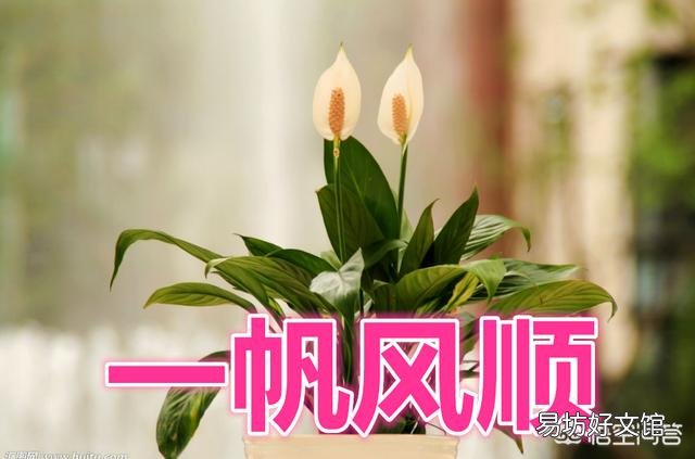 一帆风顺的叶子烧尖,该怎么办?