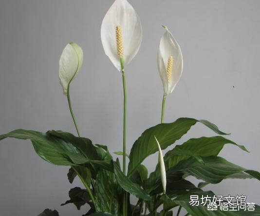 一帆风顺的叶子烧尖,该怎么办?