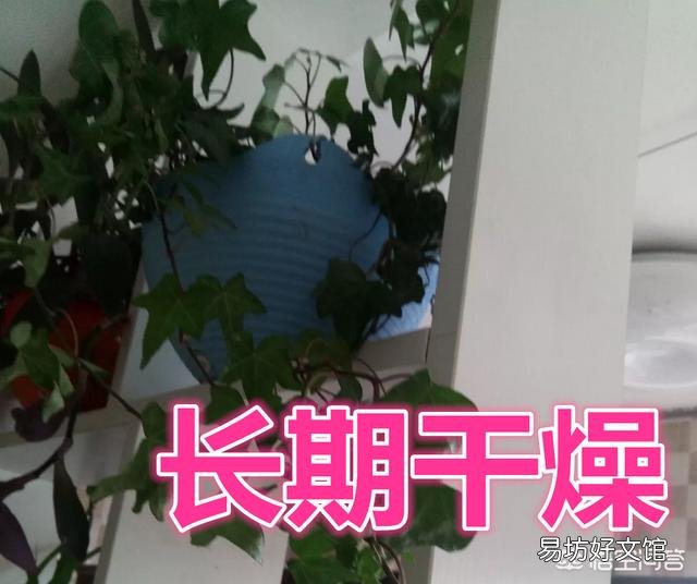 常春藤枝条枯萎了怎么办？