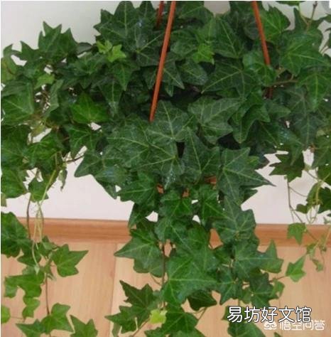 常春藤枝条枯萎了怎么办？