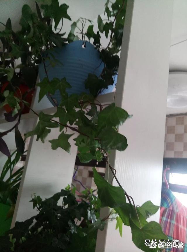 常春藤枝条枯萎了怎么办？