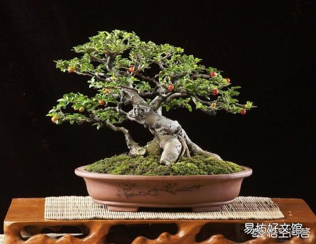 盆栽观赏石榴黄叶怎么回事?