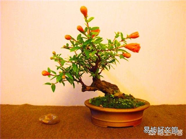 盆栽观赏石榴黄叶怎么回事?