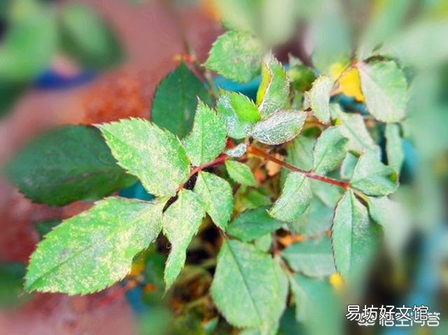 盆栽观赏石榴黄叶怎么回事?