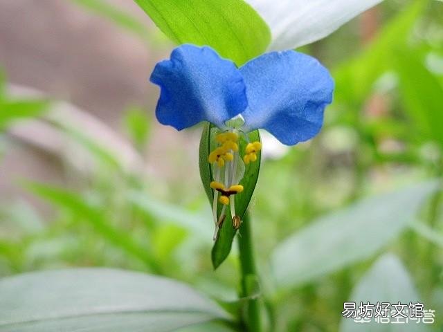 谁知道这个植物是什么绿植?