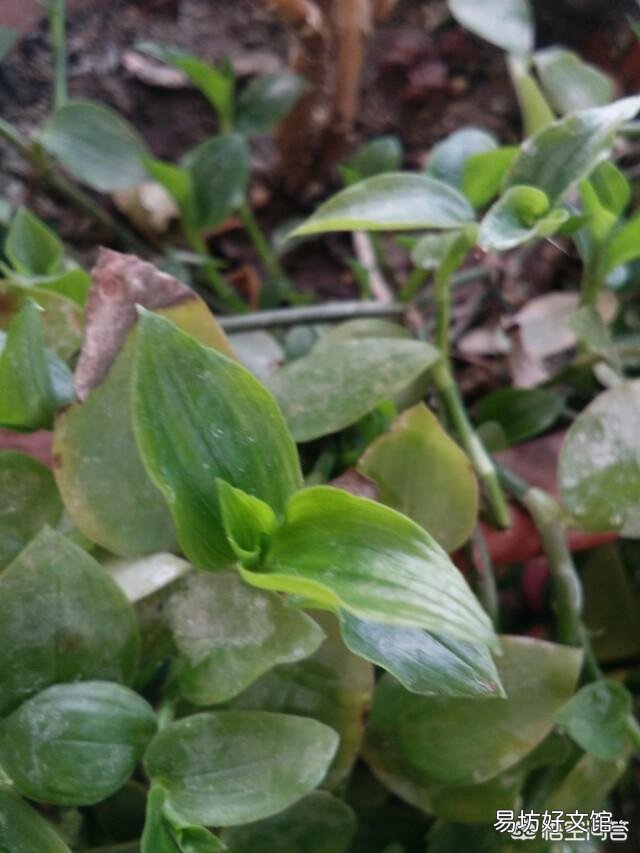 谁知道这个植物是什么绿植?