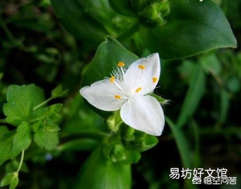 谁知道这个植物是什么绿植?