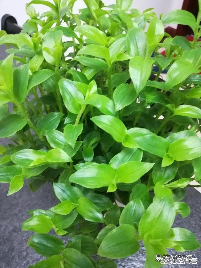 谁知道这个植物是什么绿植?
