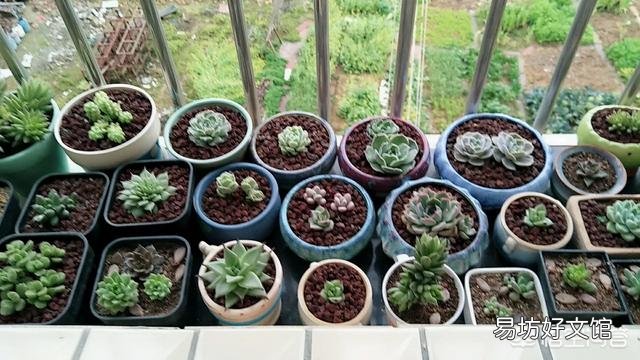 这是什么品种的多肉植物?