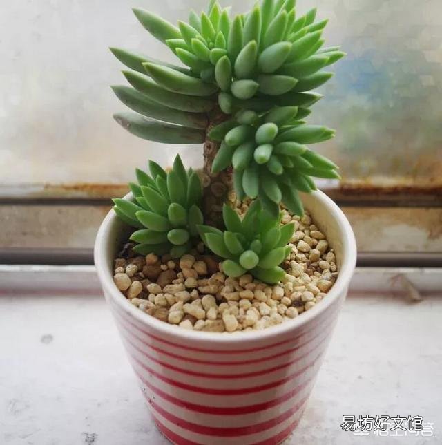 这是什么品种的多肉植物?