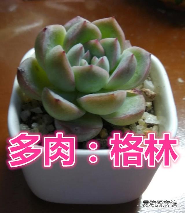 这是什么品种的多肉植物?