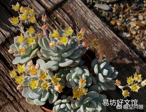 这是什么品种的多肉植物?