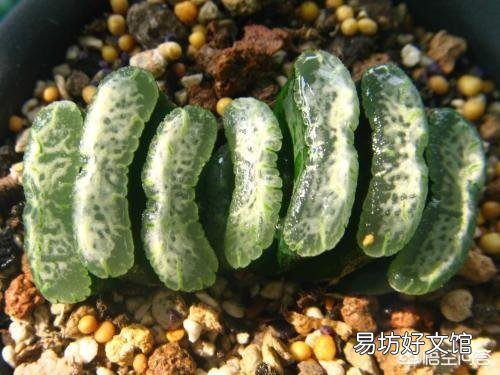 这是什么品种的多肉植物?