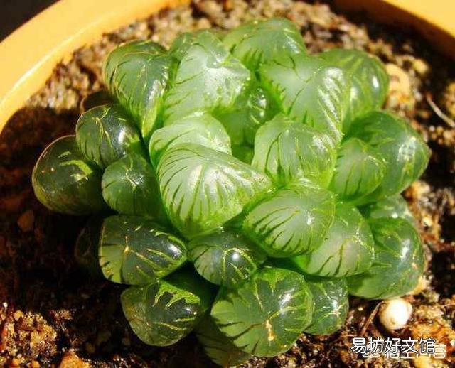 这是什么品种的多肉植物?
