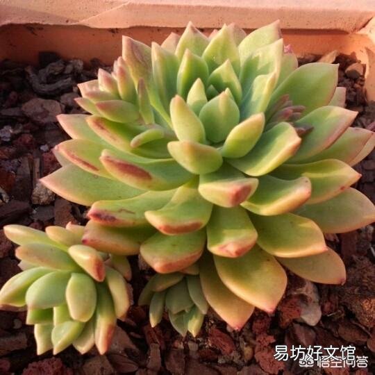 这是什么品种的多肉植物?