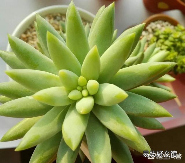 这是什么品种的多肉植物?