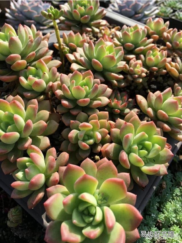 这是什么品种的多肉植物?