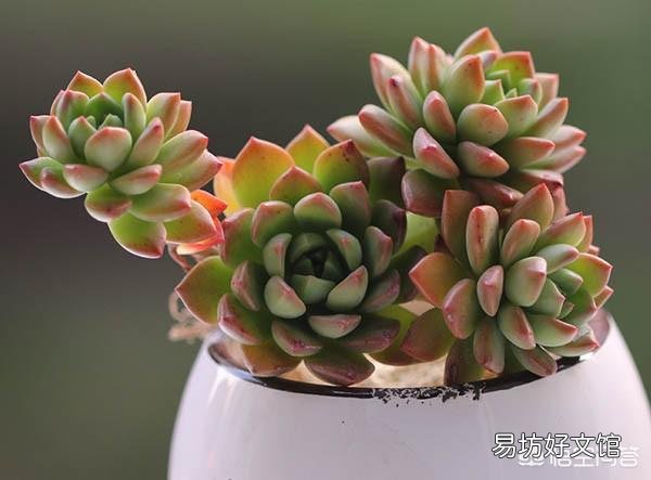 这是什么品种的多肉植物?