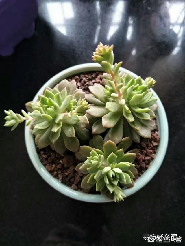 这是什么品种的多肉植物?