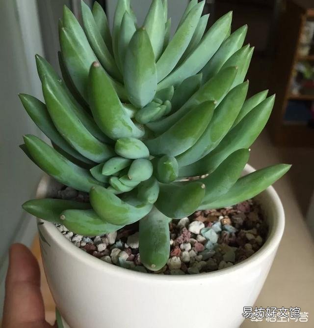 这是什么品种的多肉植物?