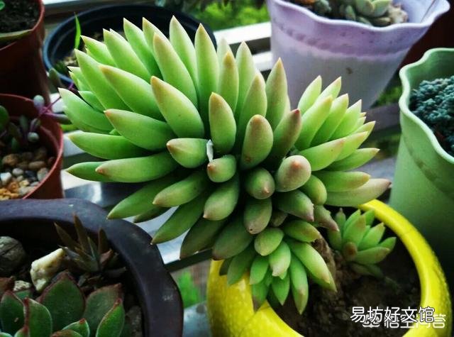 这是什么品种的多肉植物?