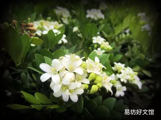 世界上什么花最香？