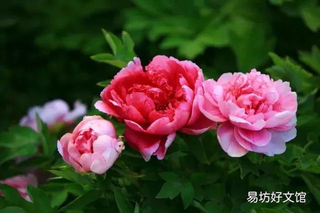 世界上什么花最香？