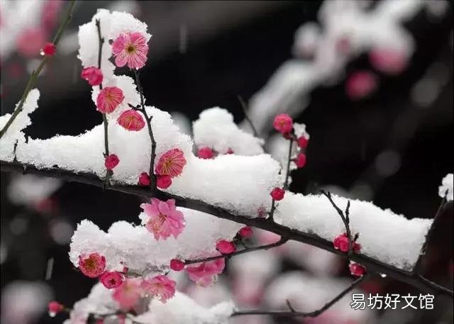 世界上什么花最香？
