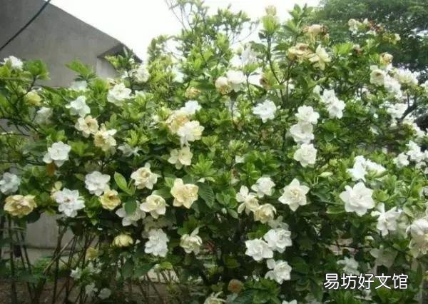 世界上什么花最香？