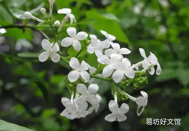 世界上什么花最香？