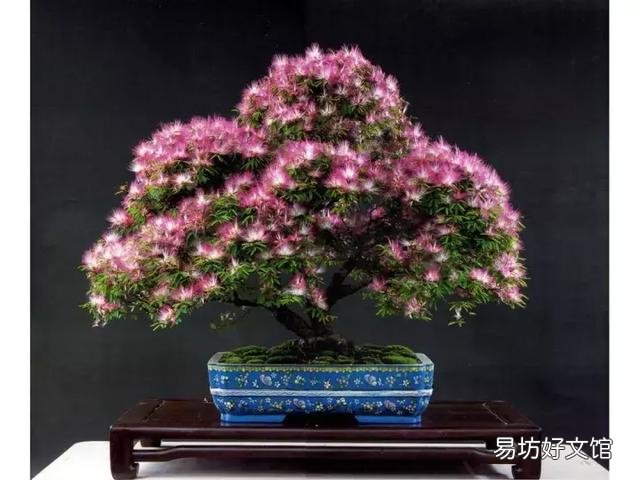 世界上什么花最香？