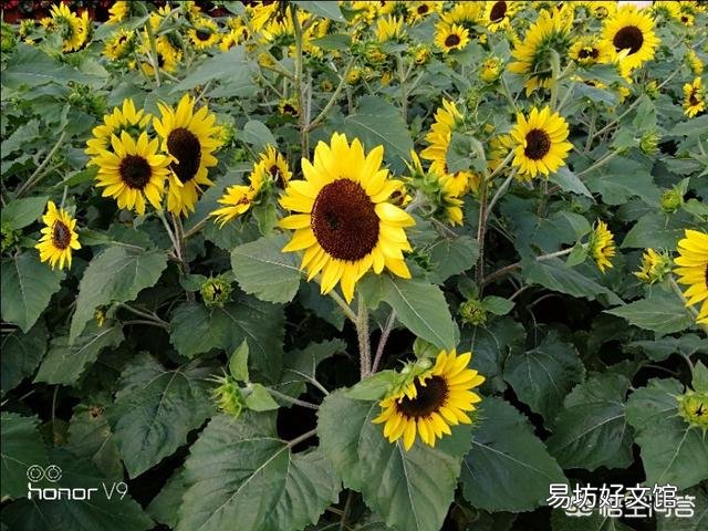 世界上什么花最香？