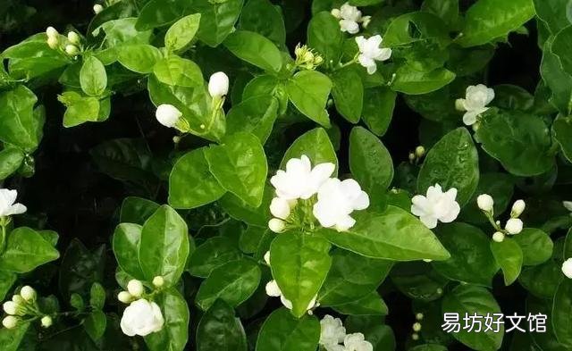 世界上什么花最香？