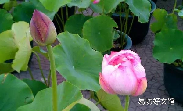 世界上什么花最香？