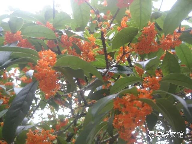 世界上什么花最香？
