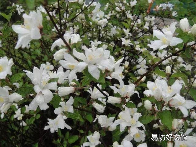 世界上什么花最香？