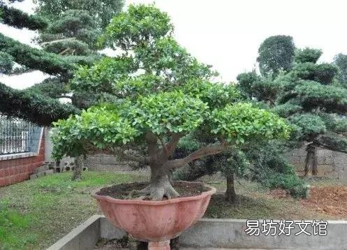 世界上什么花最香？