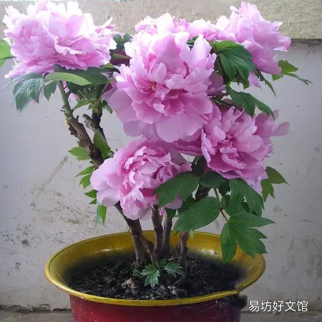 世界上什么花最香？