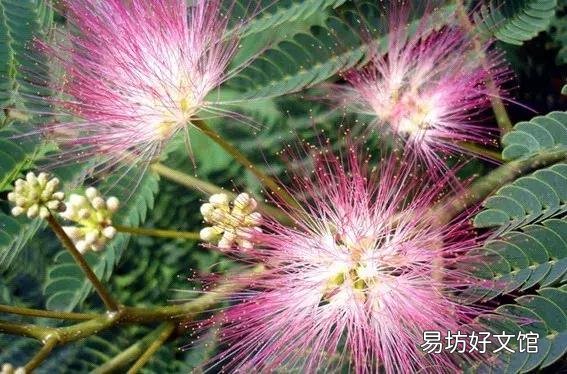 世界上什么花最香？