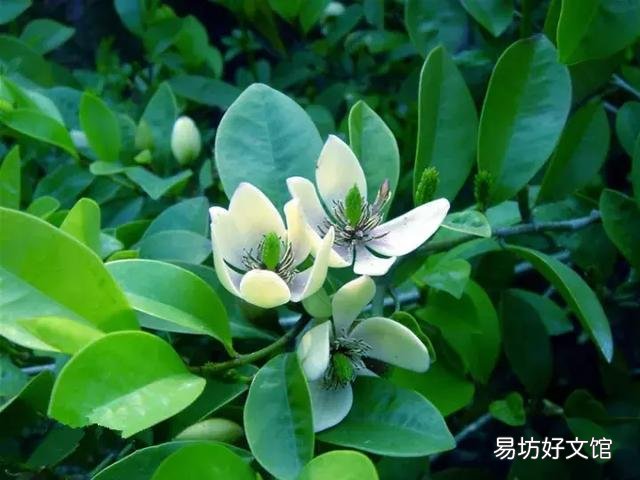 世界上什么花最香？