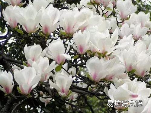 世界上什么花最香？