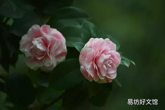 世界上什么花最香？