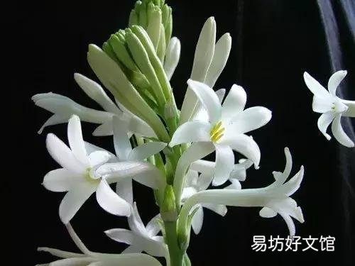 世界上什么花最香？