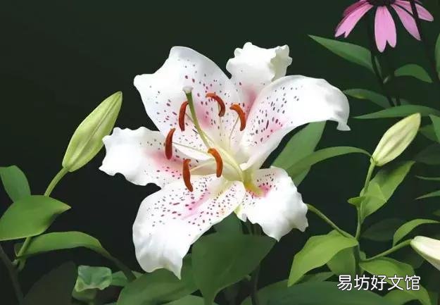 世界上什么花最香？