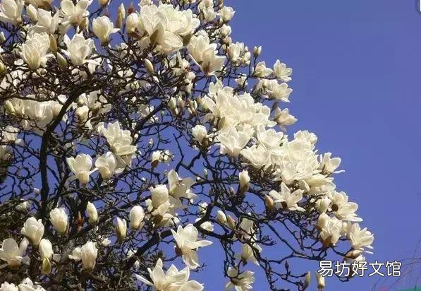 世界上什么花最香？