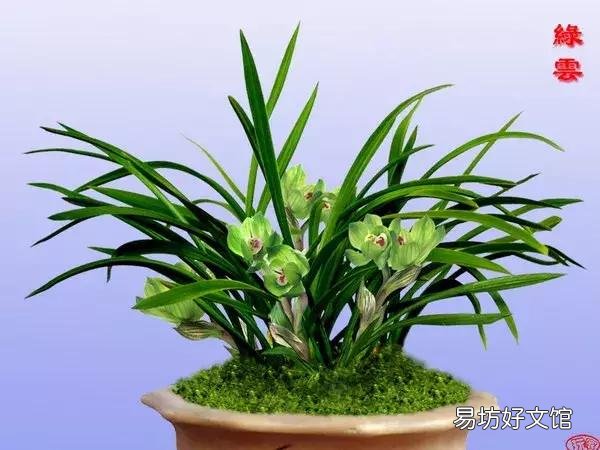 世界上什么花最香？