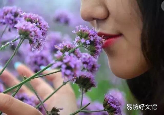 世界上什么花最香？