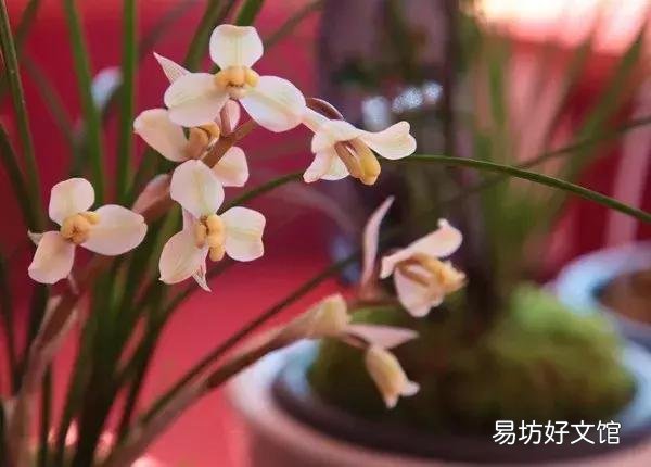 世界上什么花最香？
