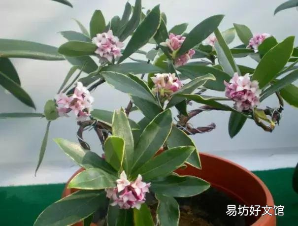 世界上什么花最香？