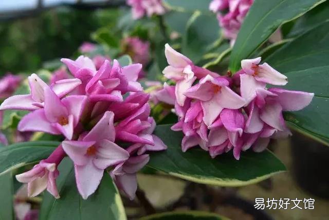 世界上什么花最香？